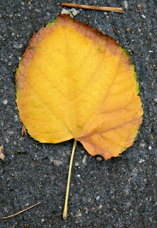 Linden Tree Leaf