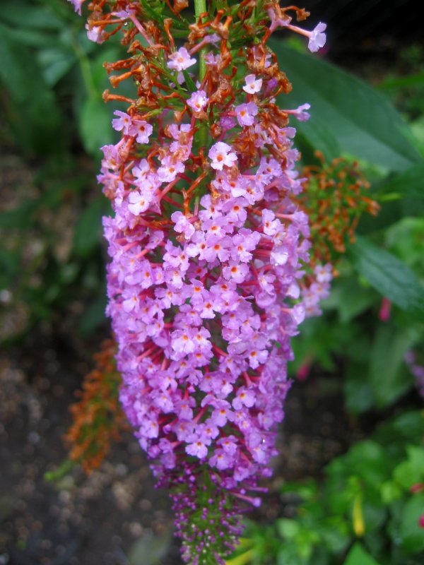 Butterfly Bush Blossom