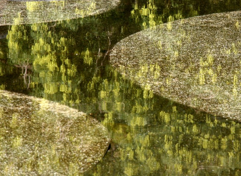 Fountain Pool with Scholar Tree Foliage Reflections