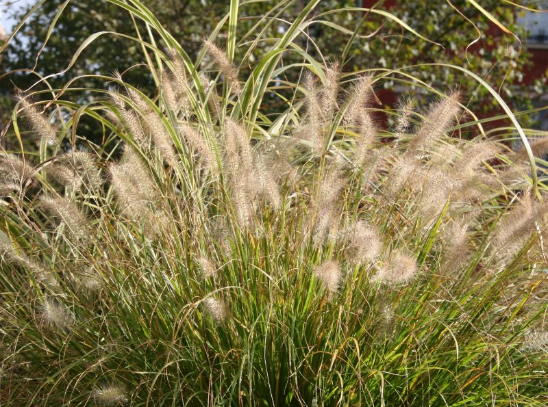 Summer Grasses