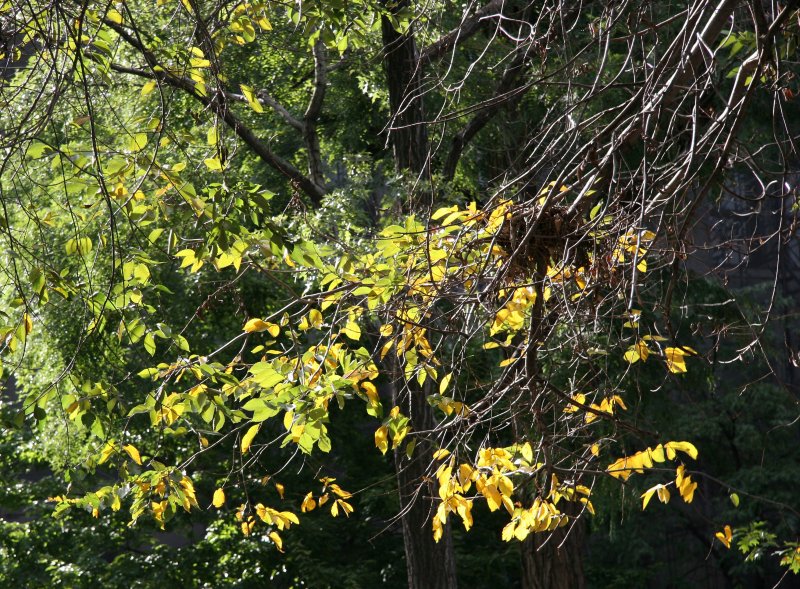 American Elm Foliage and a Squirrels Nest