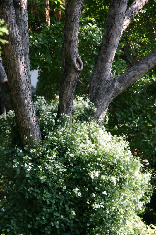 Paul Farges Clematis Vines in Bloom