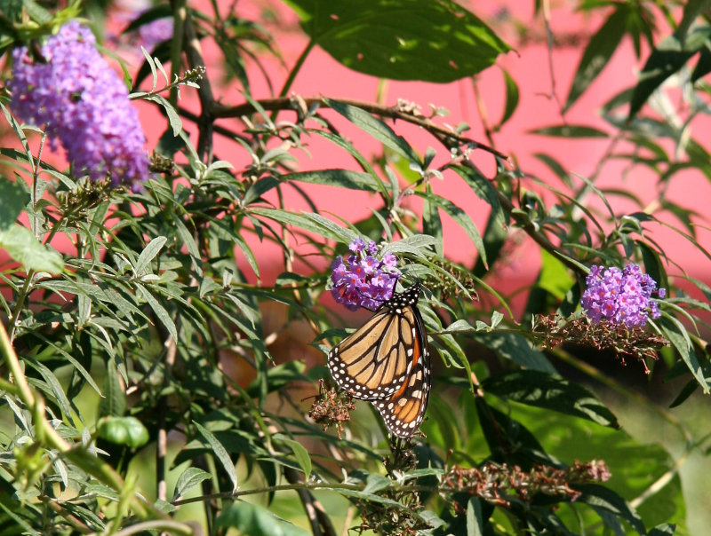 Monarch in a Butterfly Bush