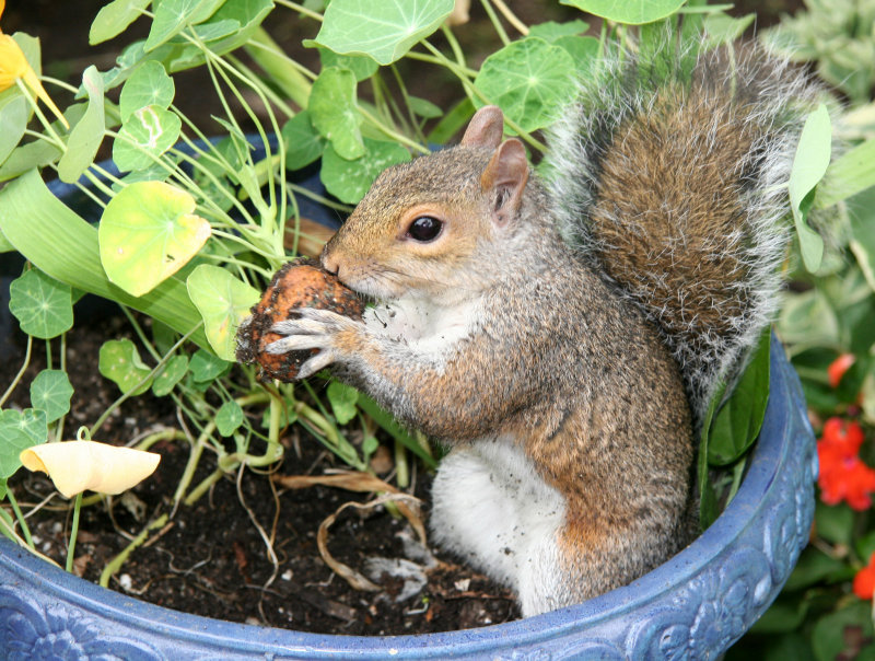 Munching on a Tulip Bulb