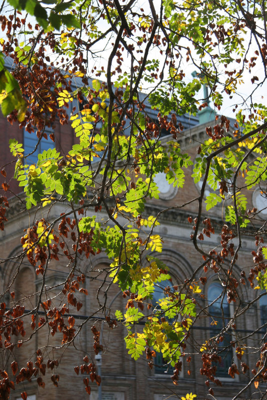 Golden Rain Tree Foliage
