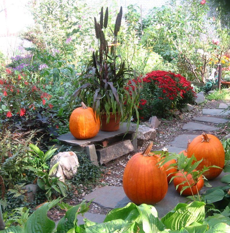 Fall Harvest