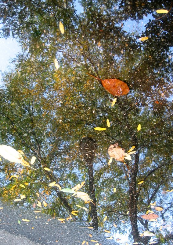 Locust Tree Foliage in a Puddle of Water