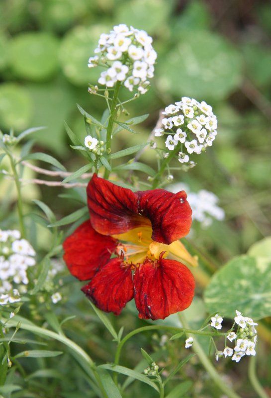 Nasturtium or Tropaeolum & Alyssum