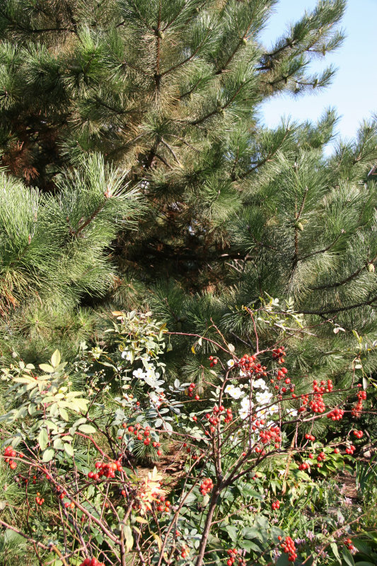 Pine Tree, Rose Hips & Japanese Anenomes
