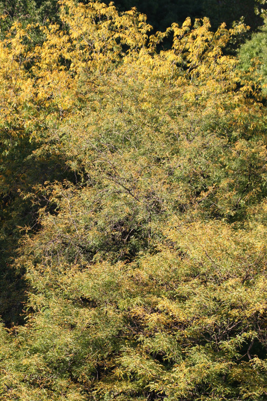 Garden View - Autumn Foliage