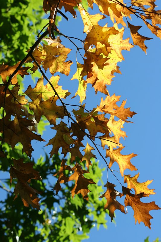 Oak Tree Foliage