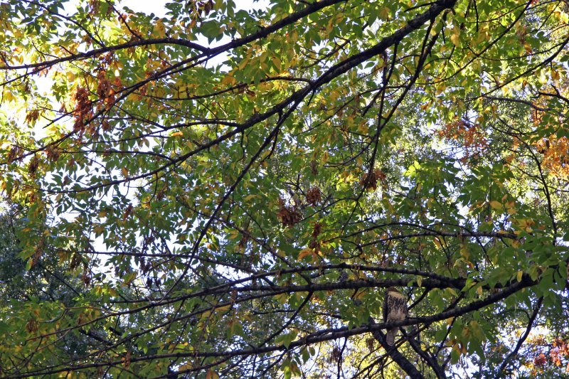Hawk in an Elm Tree