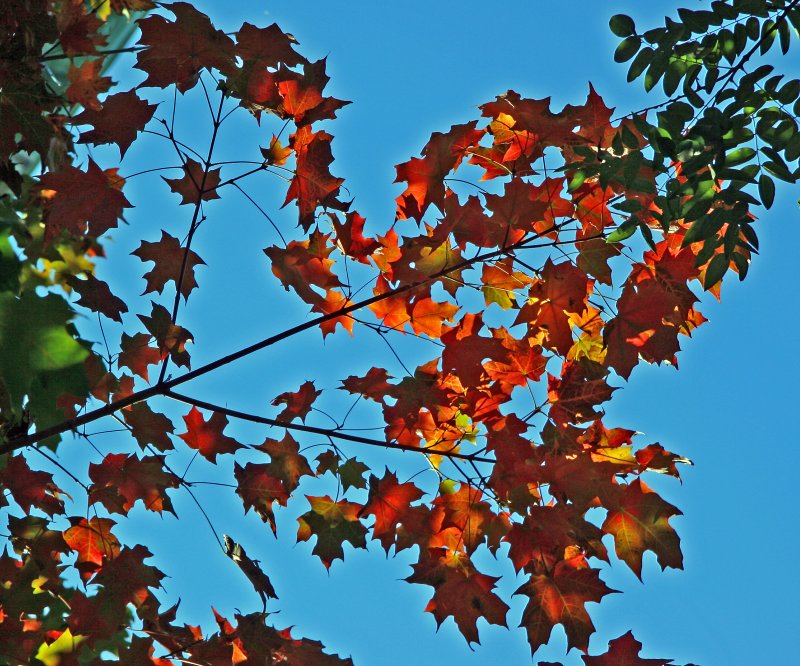 Maple Tree Foliage