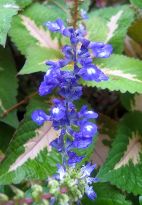 Salvia