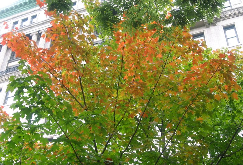 Maple Tree Foliage