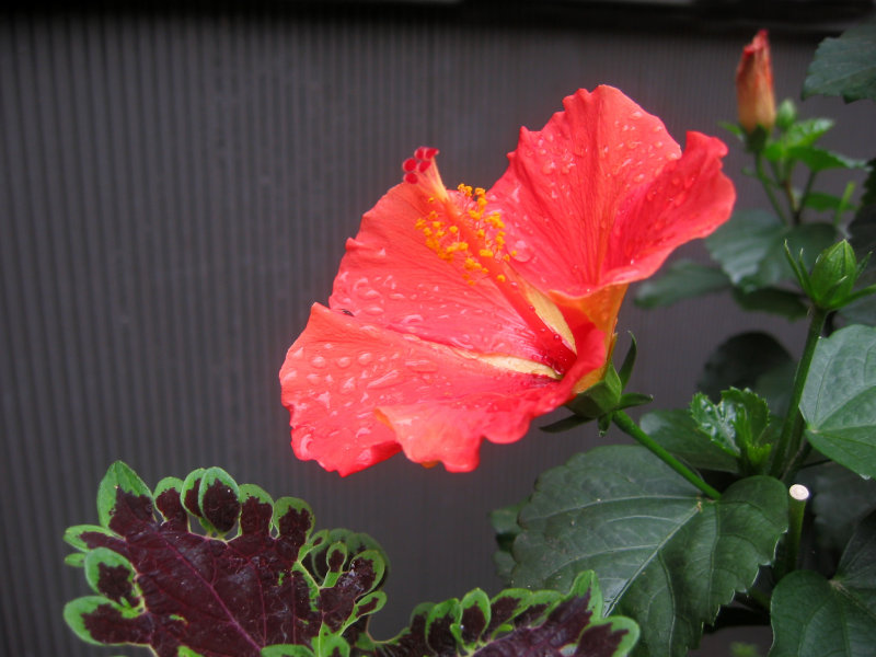 Hibiscus Blossom