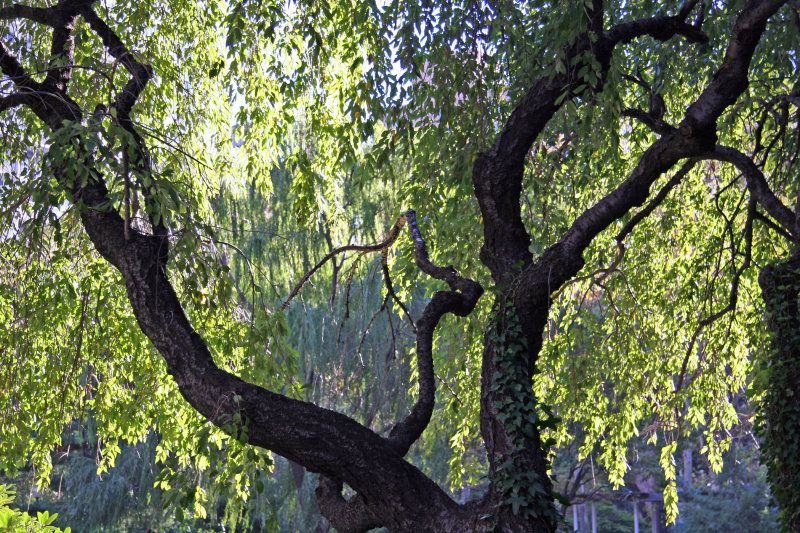 Cherry & Willow Tree Foliage