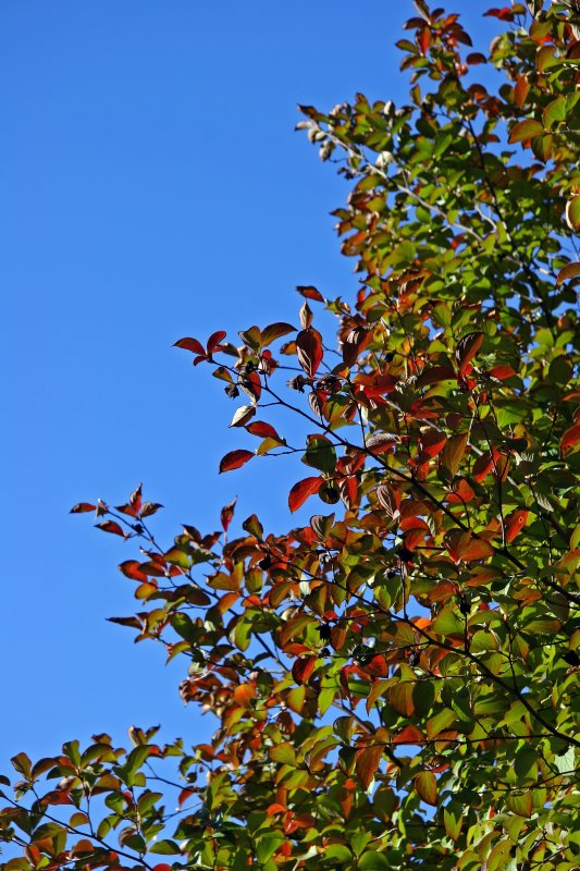 Dogwood Foliage - Conservatory Garden