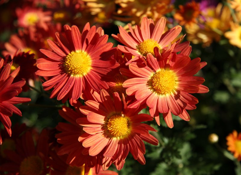 Conservatory Garden - Chrysanthemums
