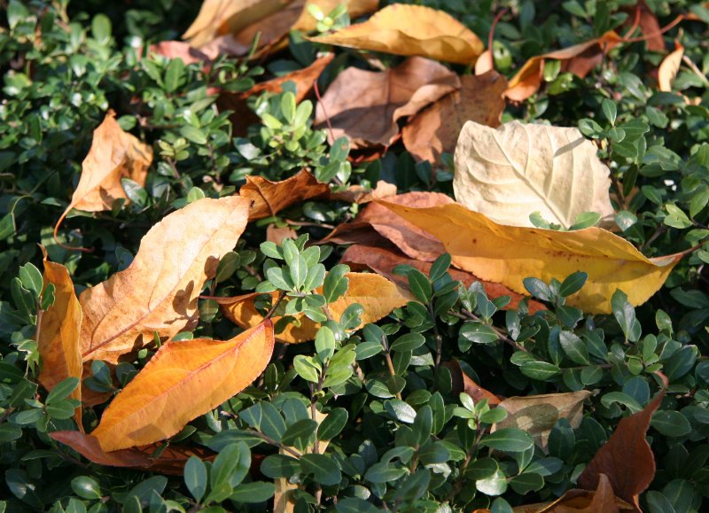 Conservatory Garden - Dogwood Foliage on Boxwood