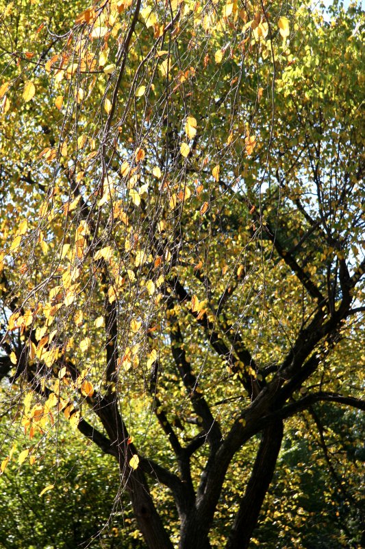 Elm Tree at Maple Hill