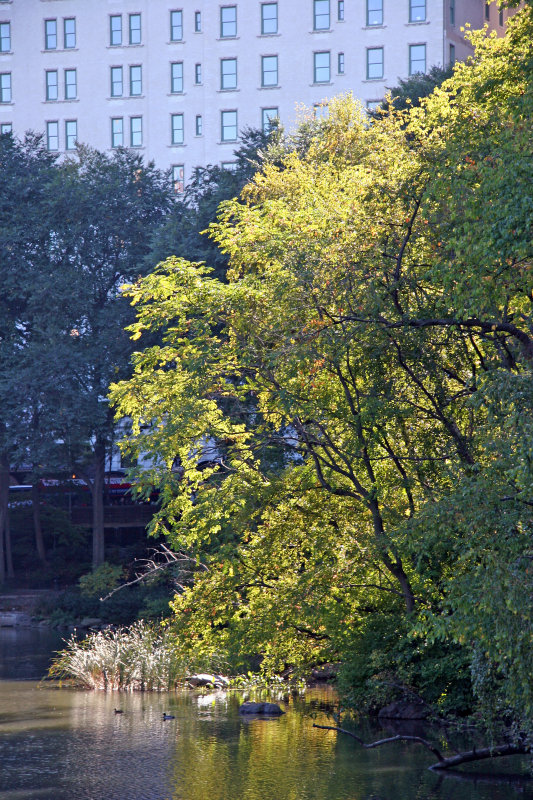 Pond View