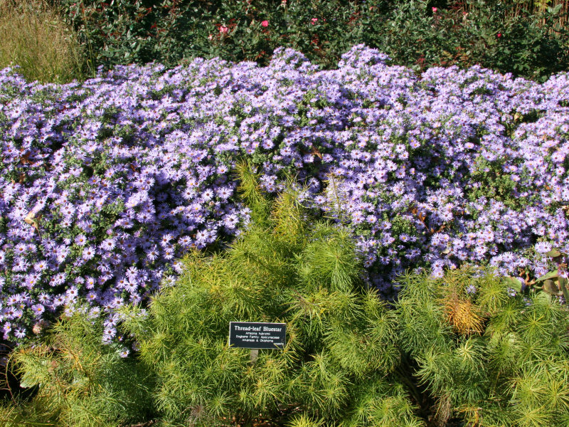 Amsonia hubrectii or Bluestar