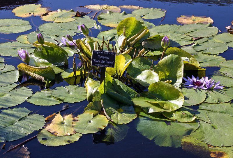 Water Lily Pond