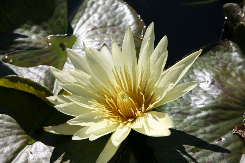 Water Lily Pond