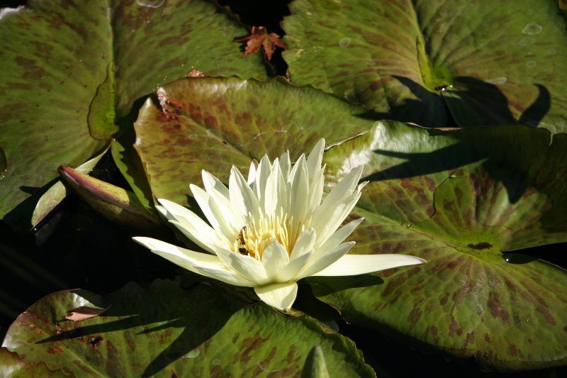 Water Lily Pond