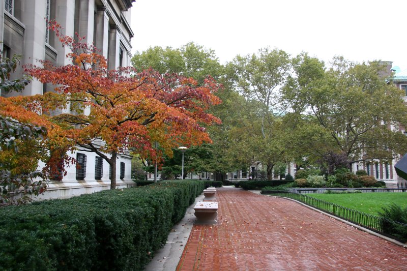 Dogwood behind Low Library
