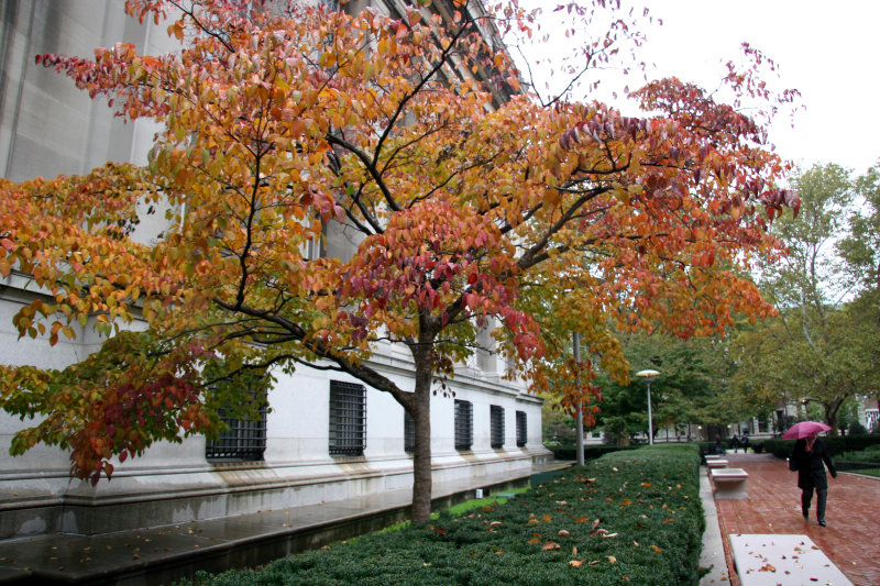 Dogwood behind Low Library