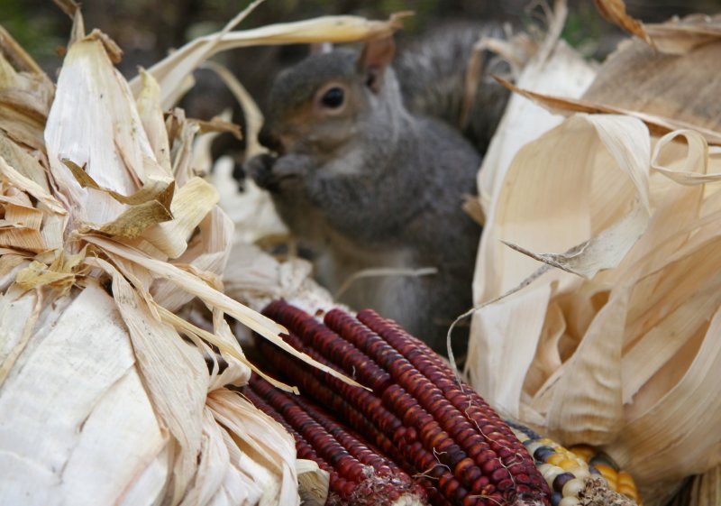 Squirrel Munching on Indian Corn