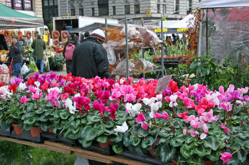 Farmers Market - Cyclamen