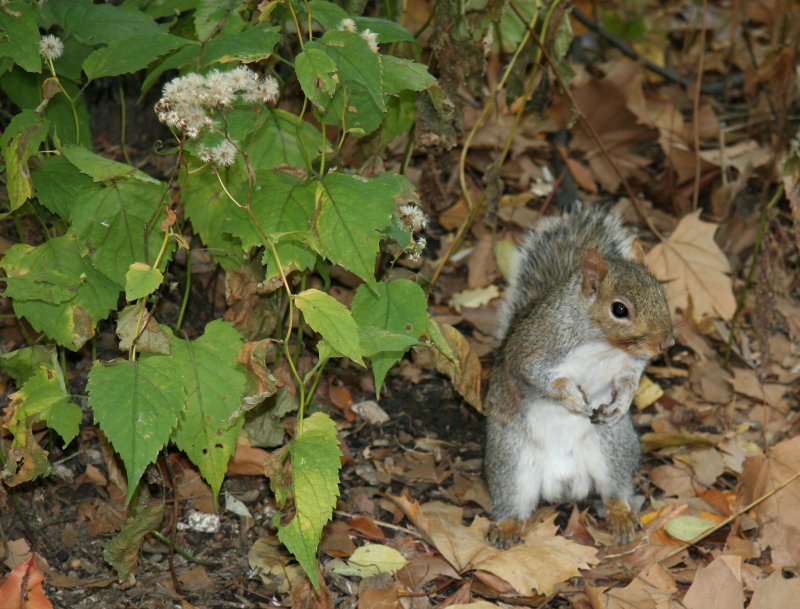 Squirrel on the West Shore of the Lake