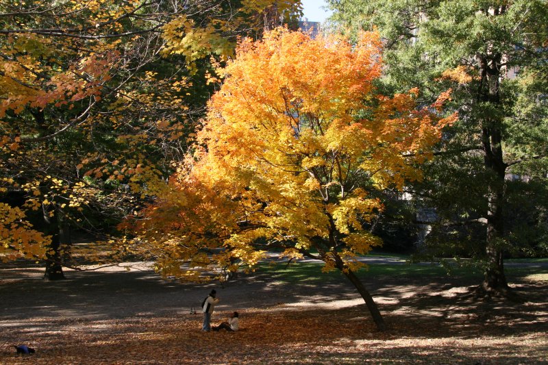 Westside Woods - Maple in Full Fall Color