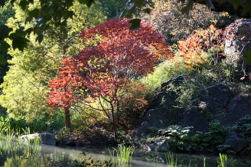 Pond View - Red Sumac Foliage