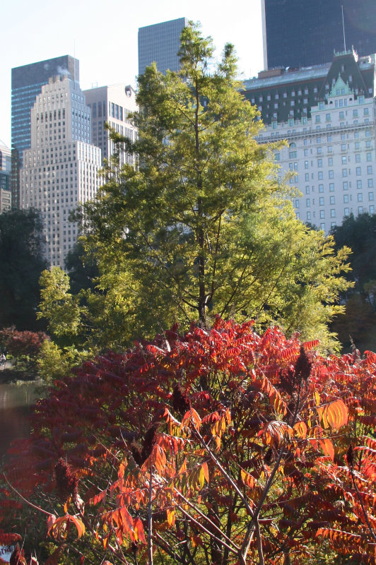 Pond View - Red Sumac Foliage & CPS Skyline