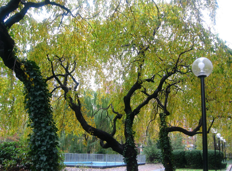 Garden View - Cherry Trees