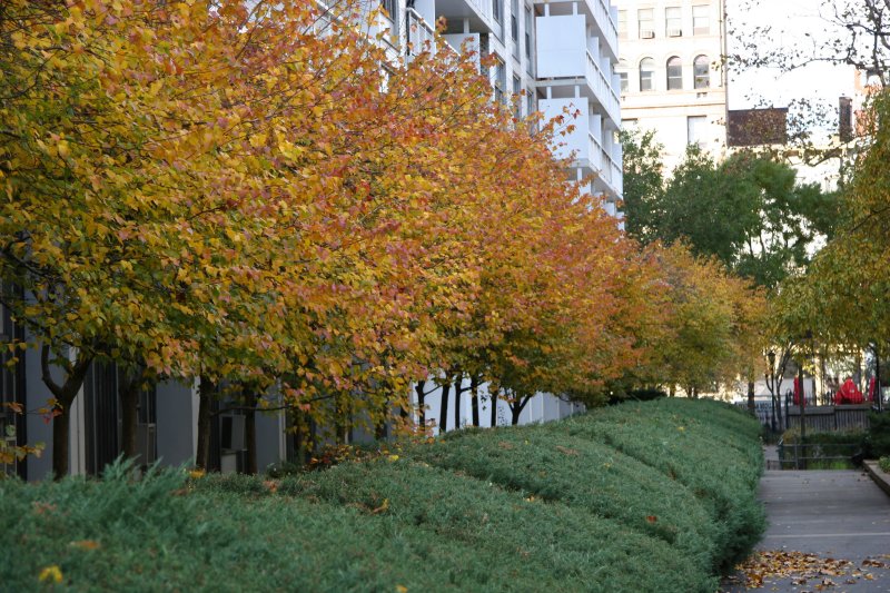 Hawthorne Trees & Juniper Bushes