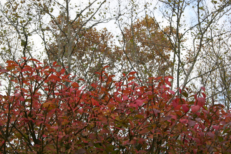 Burning Bush & Syacmore Trees