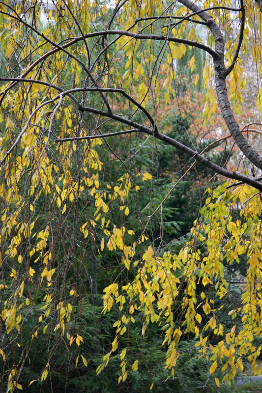 Cherry, Pine, Dogwood & Willow Trees
