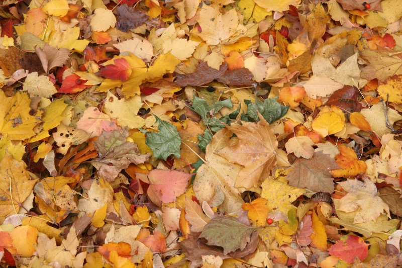 Mixed Foliage