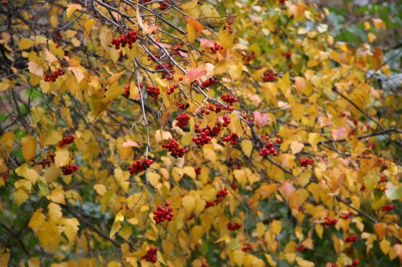 Hawthorne Berries & Foliage