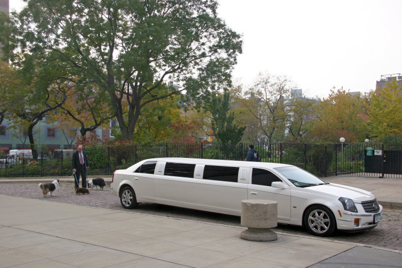 Dog Walker, Stretch Limo & Garden View
