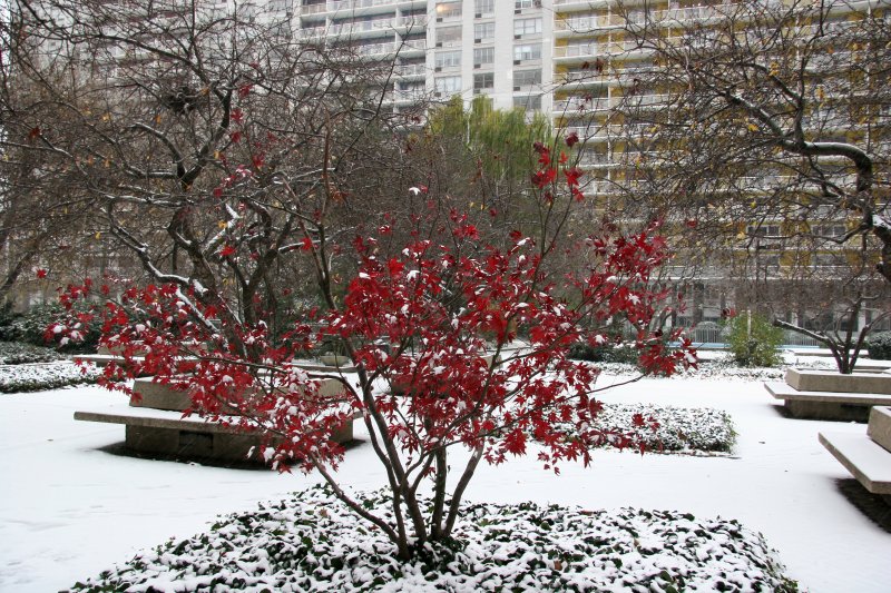 Japanese Red Leaf Maple