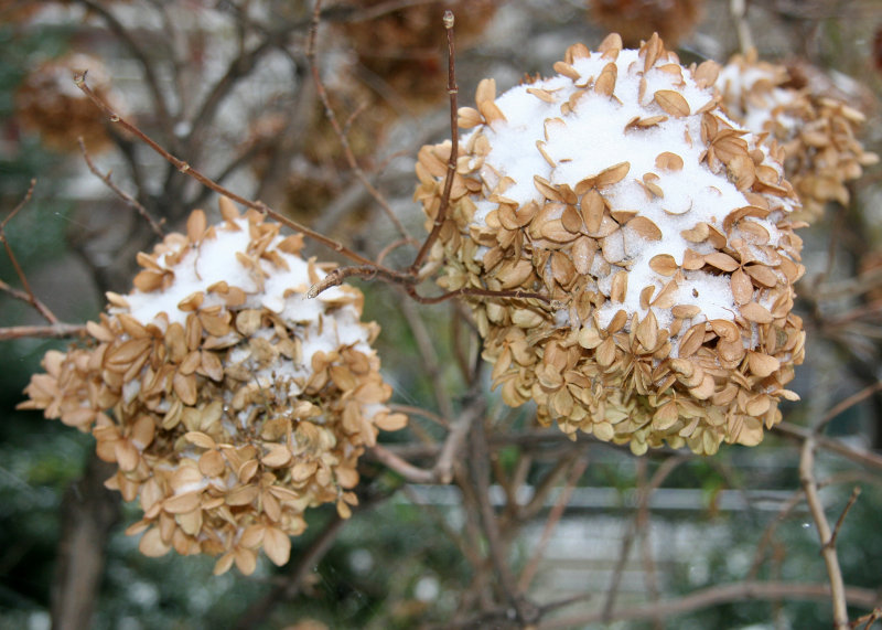 Hydrangea Blossoms