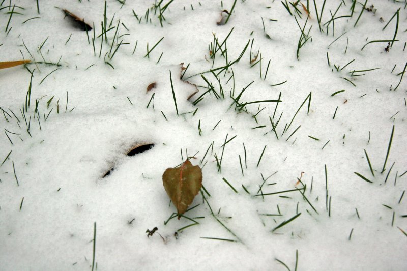 Grass in Snow