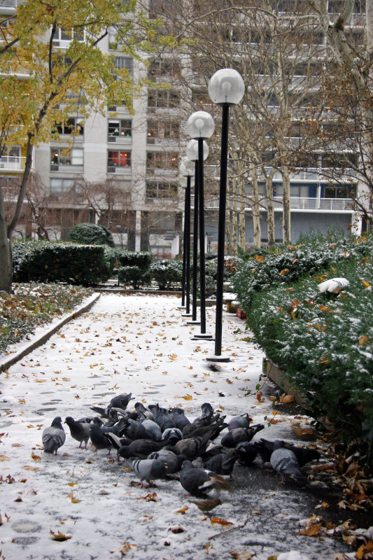 Garden View - Pigeons Foraging in the Snow