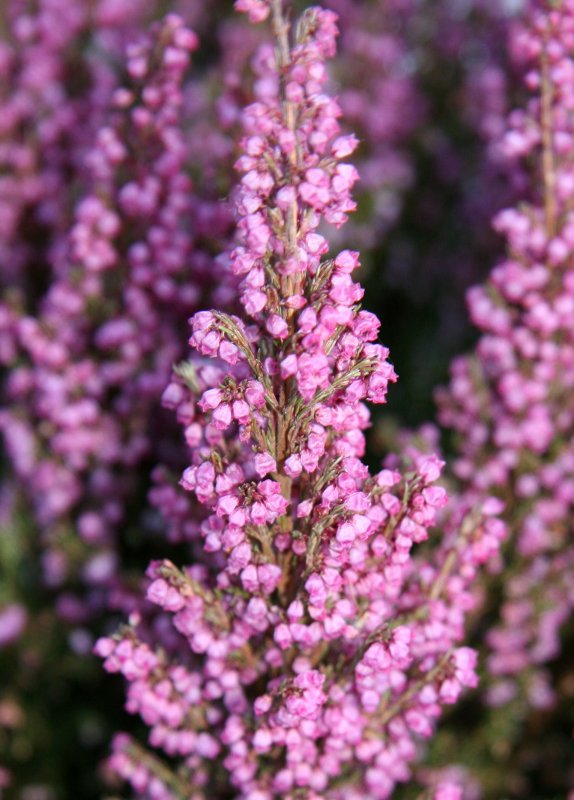 Heather in a Street Flower Box